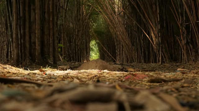 7 Wisata Alam di Surabaya untuk Liburan Seru Bersama Keluarga atau Kerabat